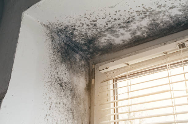 Affordable Mold Removal solutions in Danvers, MA